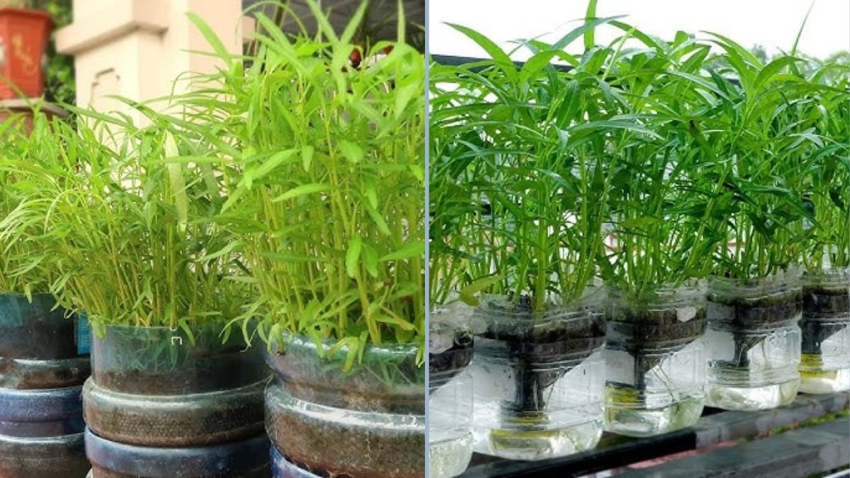 How to Grow Water Spinach (Ung Choi / KangKong) in Your Garden: A Complete Guide