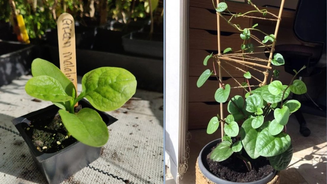 Best Tips for Growing Malabar Spinach: A Heat-Loving Spinach Alternative for Your Garden