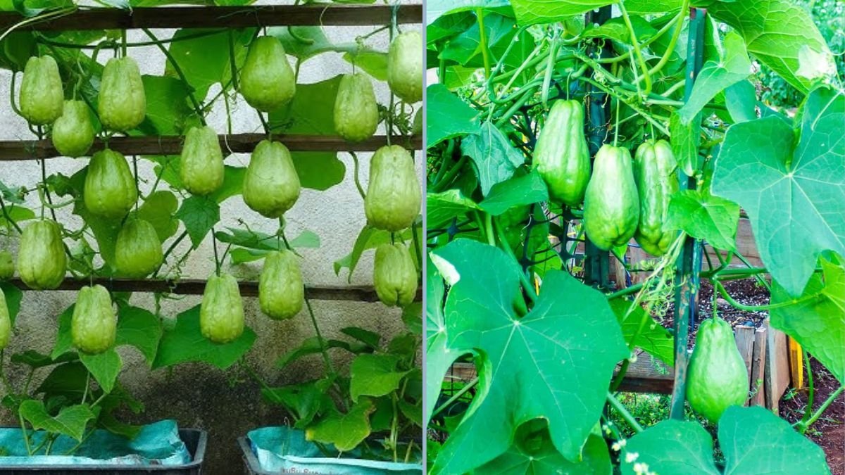 How to Grow Chayote Squash in Colder Climates: A Complete Guide