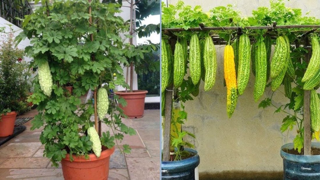 How to Grow Bitter Melon from Seeds: Turn Kitchen Waste into a Fruitful Garden