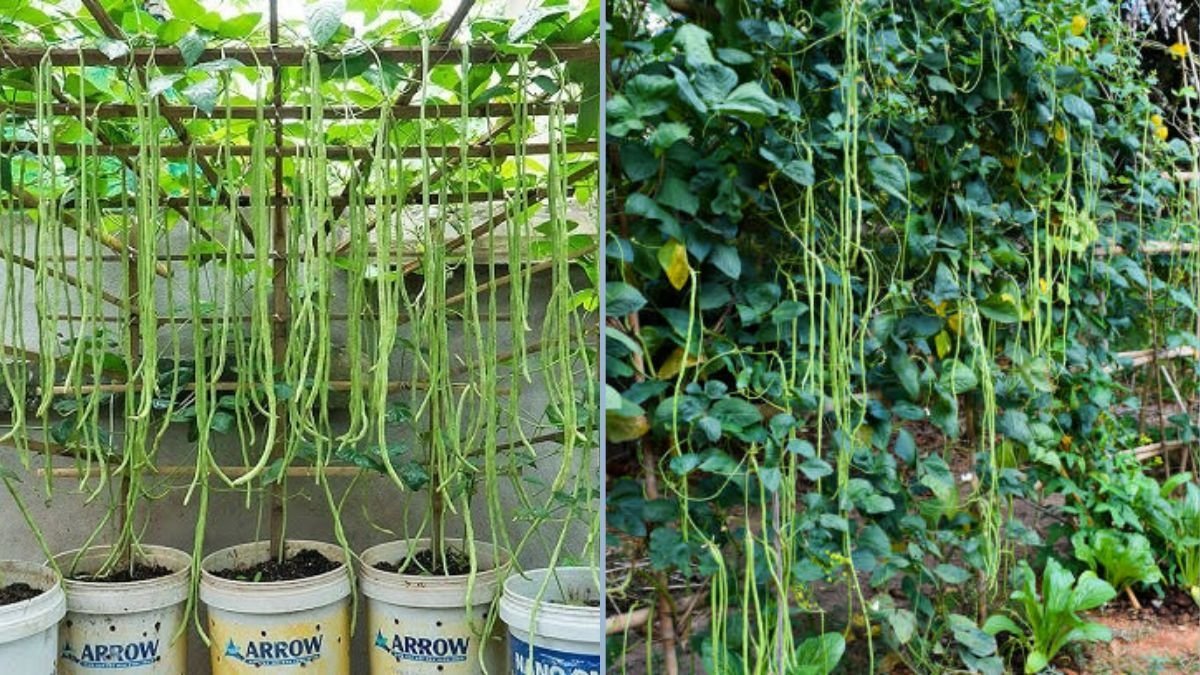 My Beautiful Kitchen Garden: How to Grow Organic Yardlong Beans at Home