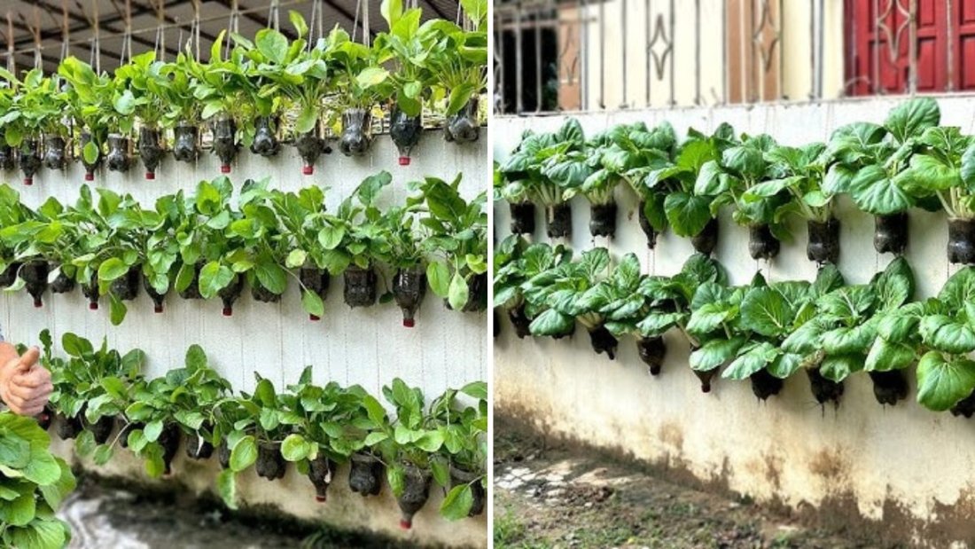 No Garden? No Problem! How to Turn Your Wall into a Delicious Vegetable Garden
