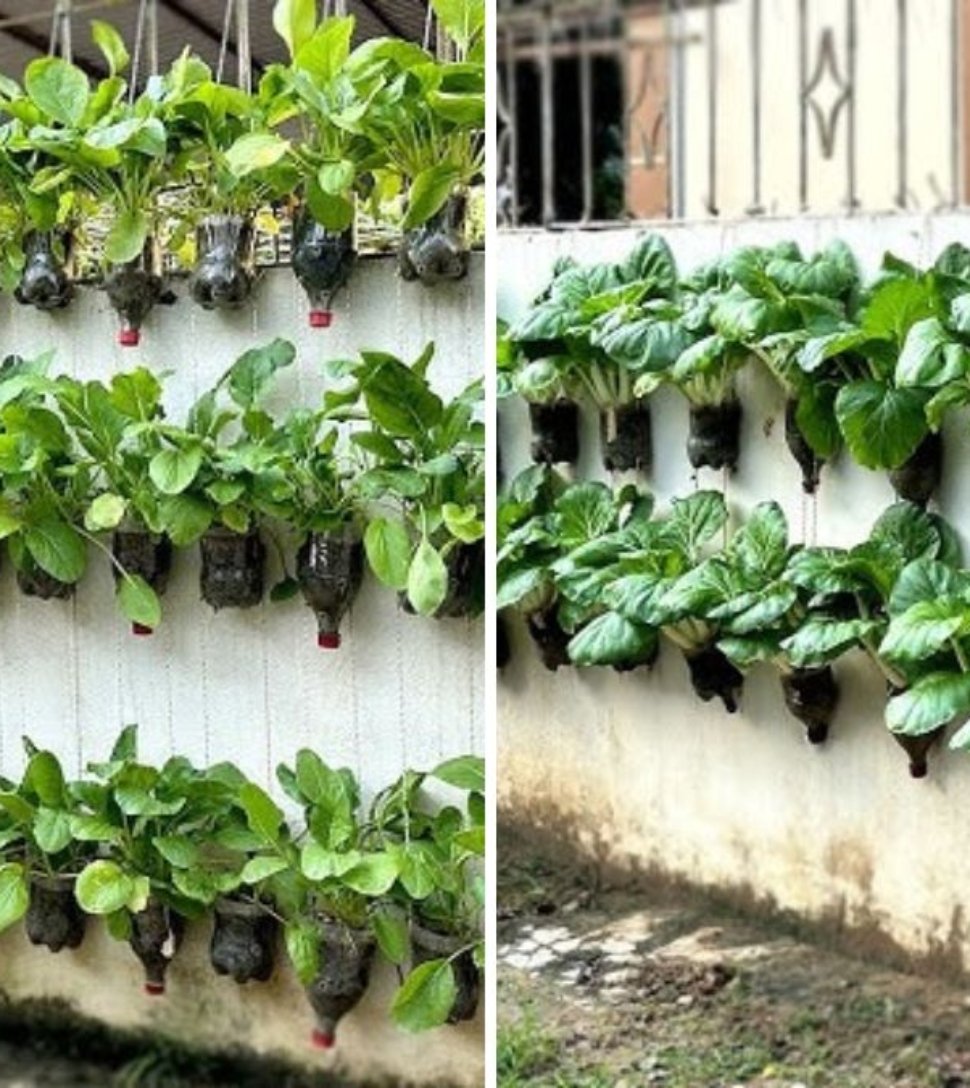 No Garden? No Problem! How to Turn Your Wall into a Delicious Vegetable Garden