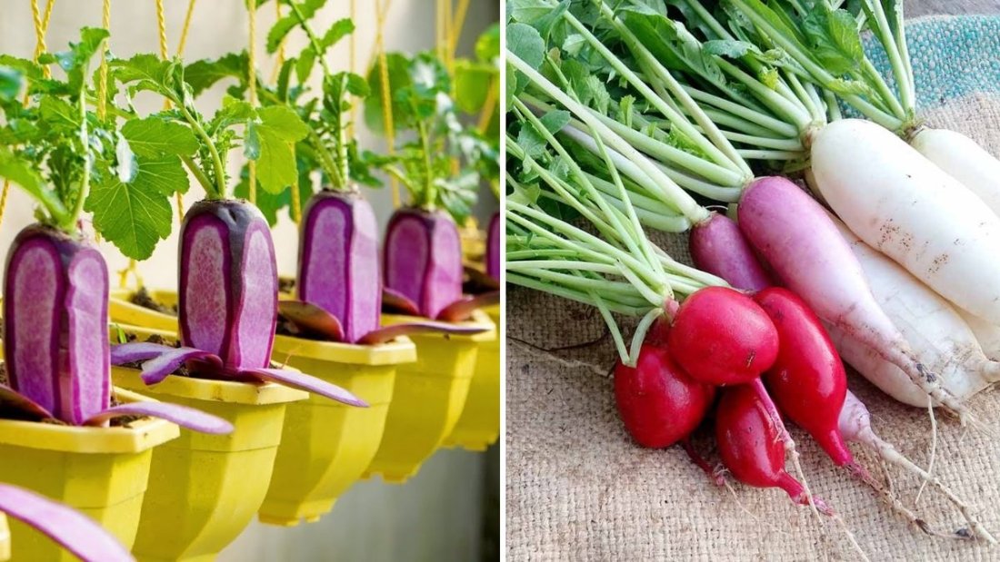 Growing Pink Radish at Home: A Special, Beautiful, and Delicious Vegetable for Your Garden