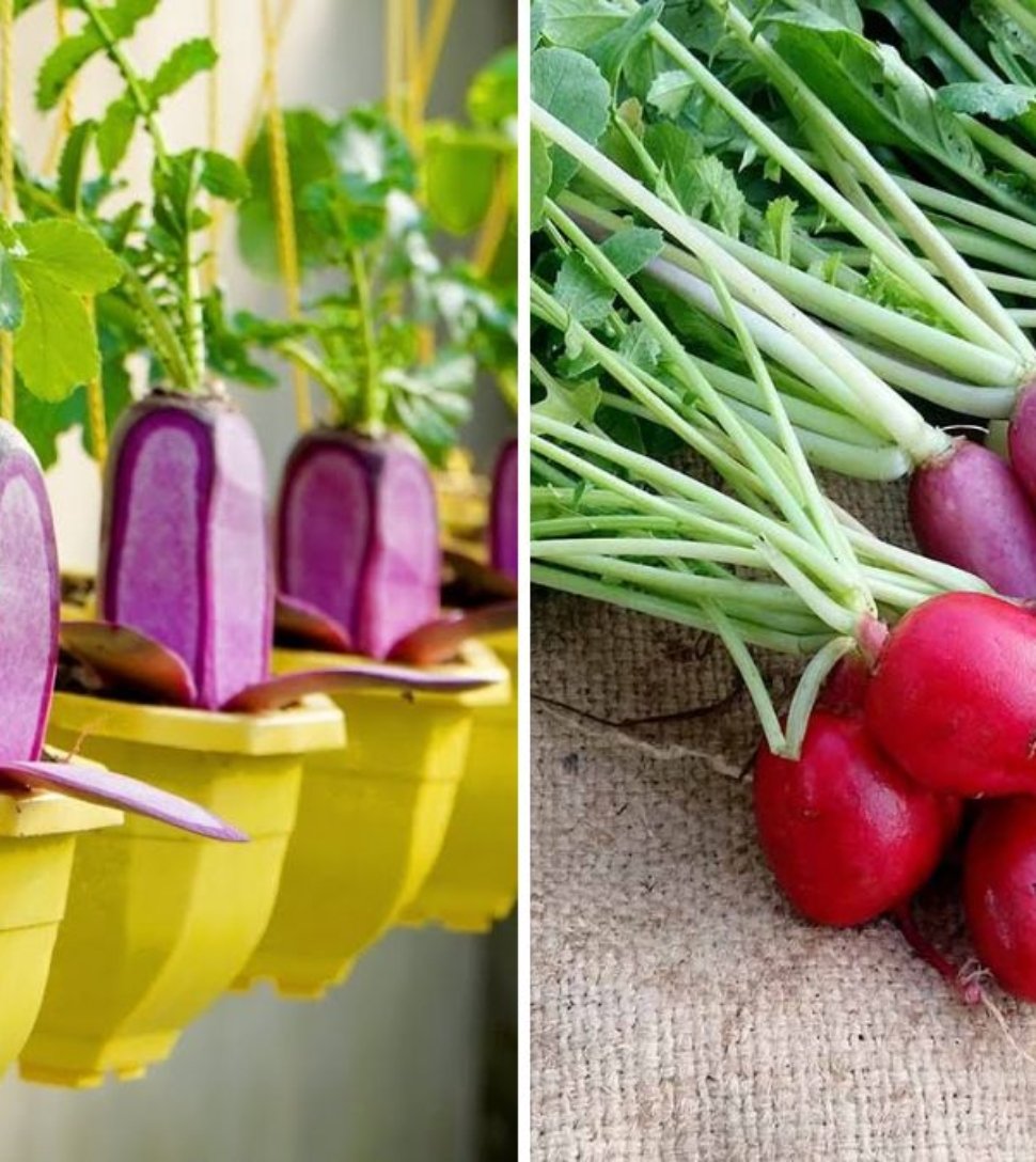 Growing Pink Radish at Home: A Special, Beautiful, and Delicious Vegetable for Your Garden
