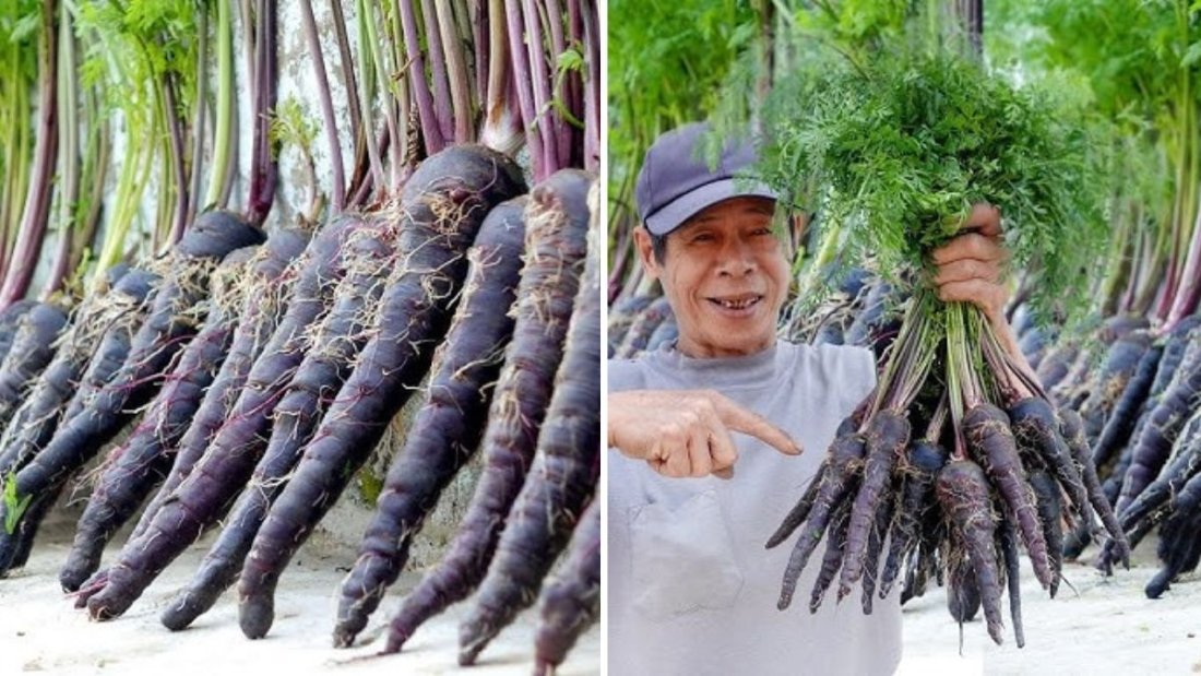 The Most Delicious and Nutritious Carrots: Easy to Grow and Quick to Harvest at Home