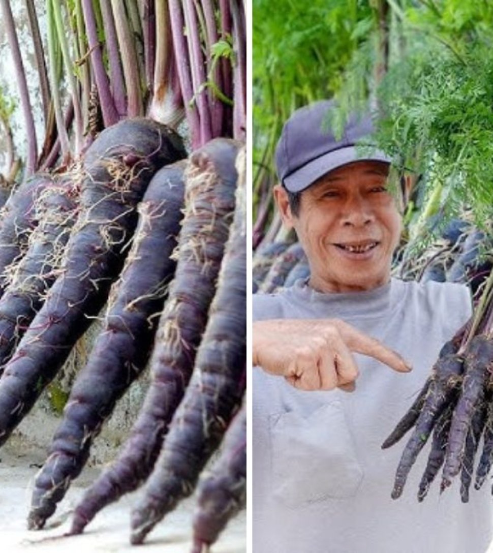 The Most Delicious and Nutritious Carrots: Easy to Grow and Quick to Harvest at Home