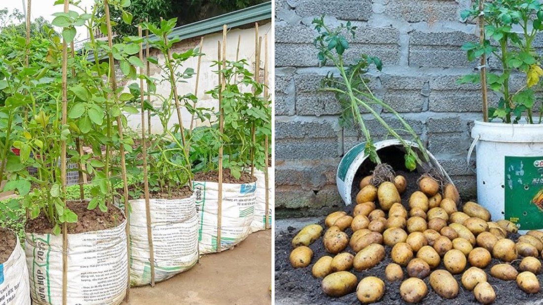 Easy Potato Gardening in Bags: Tips for Abundant and Beautiful Tubers at Home