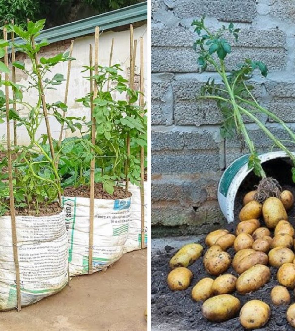 Easy Potato Gardening in Bags: Tips for Abundant and Beautiful Tubers at Home