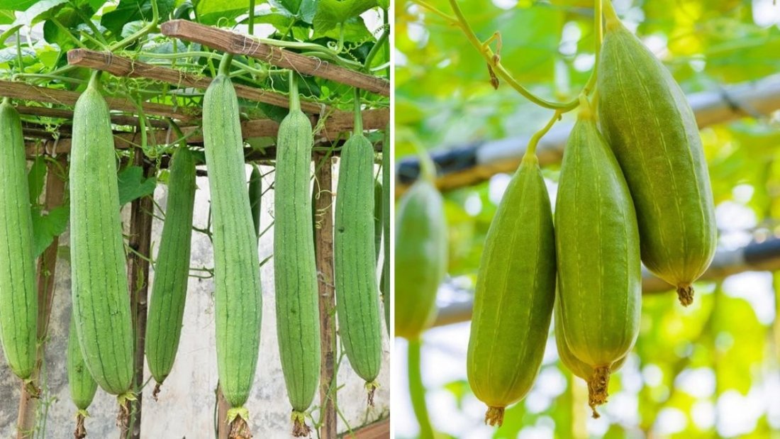 How to Grow Sponge Gourd for Abundant Harvest: Easy Tips for Home Gardeners