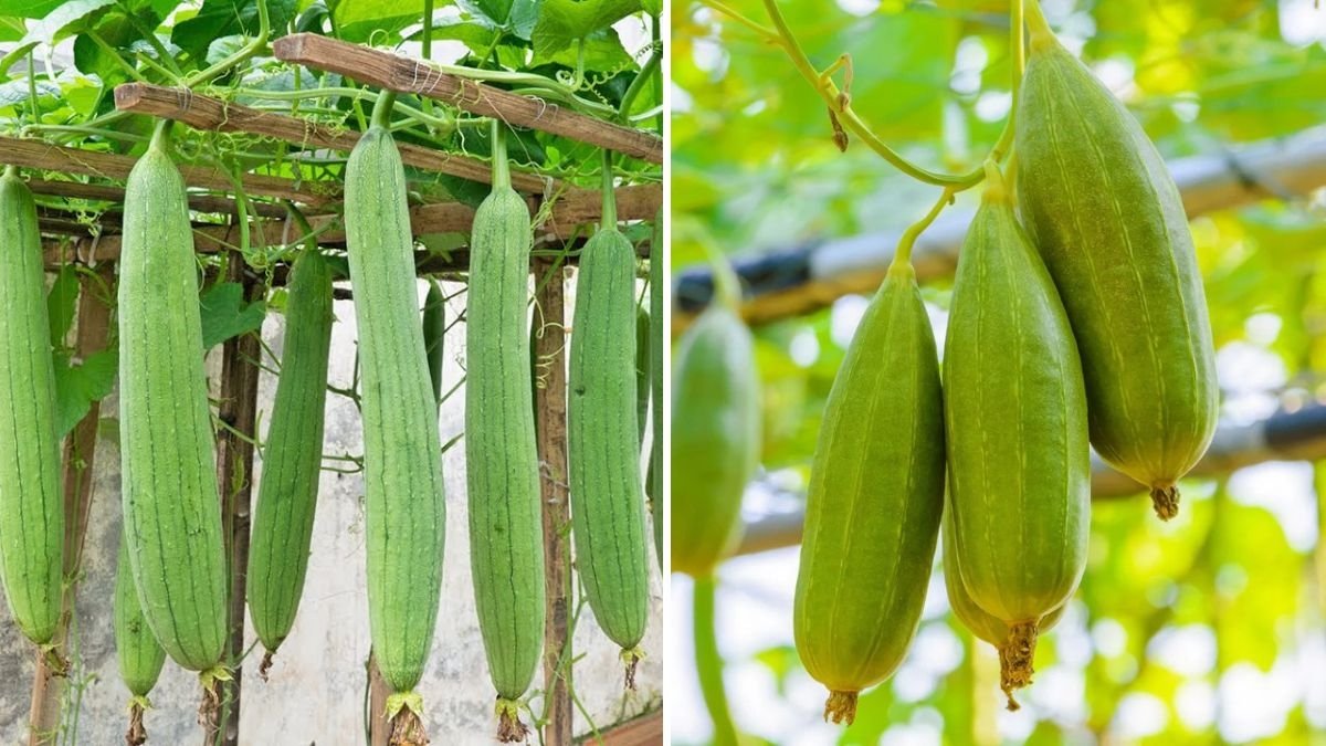 How to Grow Sponge Gourd for Abundant Harvest: Easy Tips for Home Gardeners