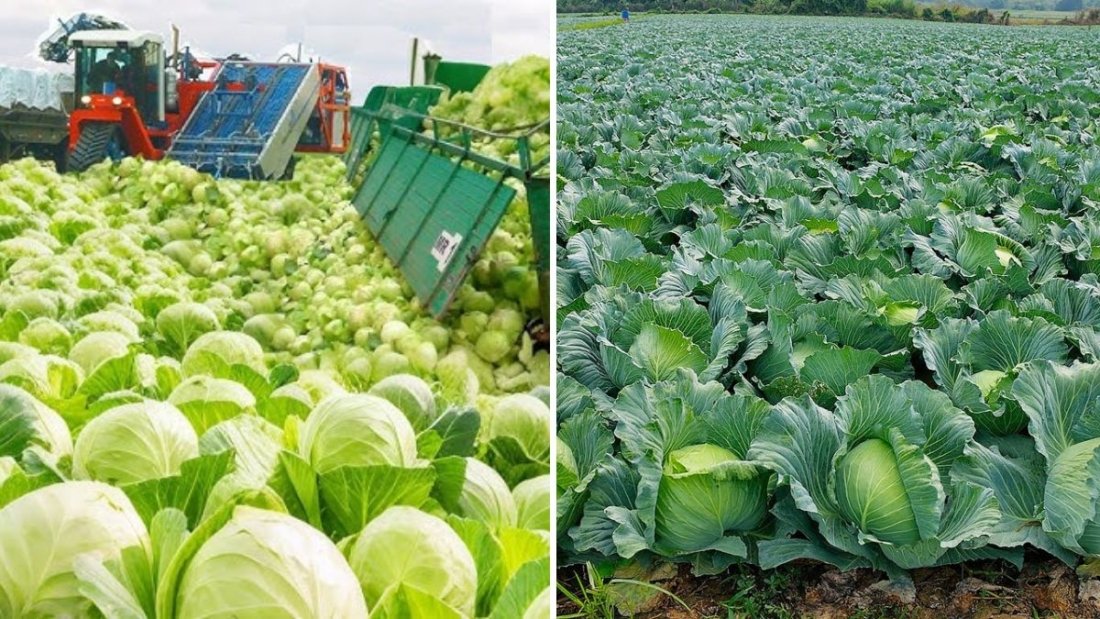Amazing Cabbage Farming: Modern Agriculture Technology and Efficient Harvesting Techniques