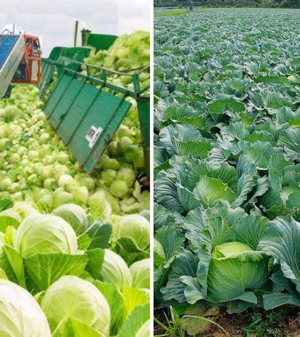 Amazing Cabbage Farming: Modern Agriculture Technology and Efficient Harvesting Techniques