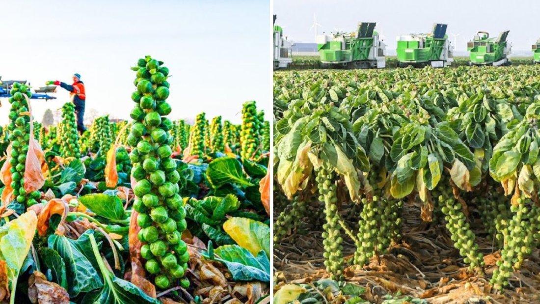 Netherlands’ Incredible Technology for Harvesting Brussels Sprouts: Modern Farming Machines in Action