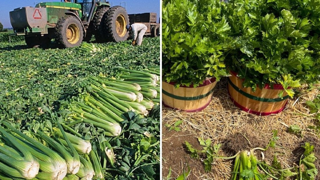 How to Harvest Celery: Step-by-Step Guide to Modern Celery Farming and Processing