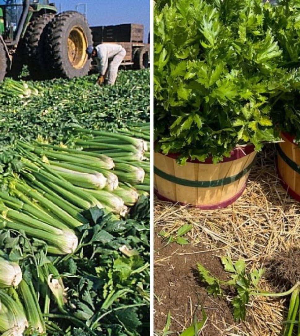 How to Harvest Celery: Step-by-Step Guide to Modern Celery Farming and Processing