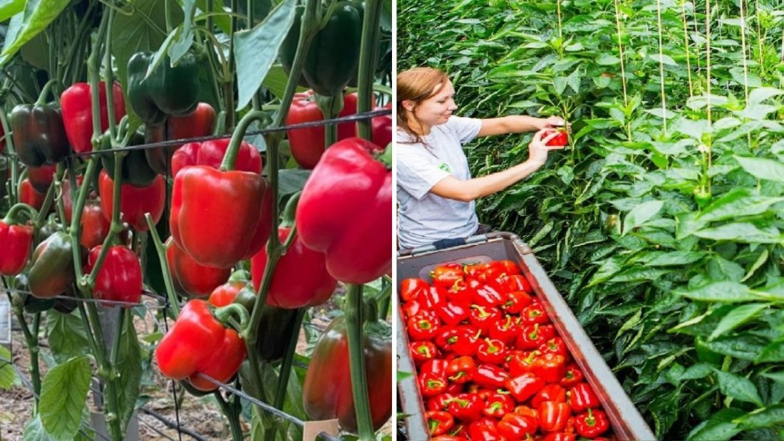 Awesome Greenhouse Bell Pepper Farming: Modern Agriculture Technology for Maximum Yield