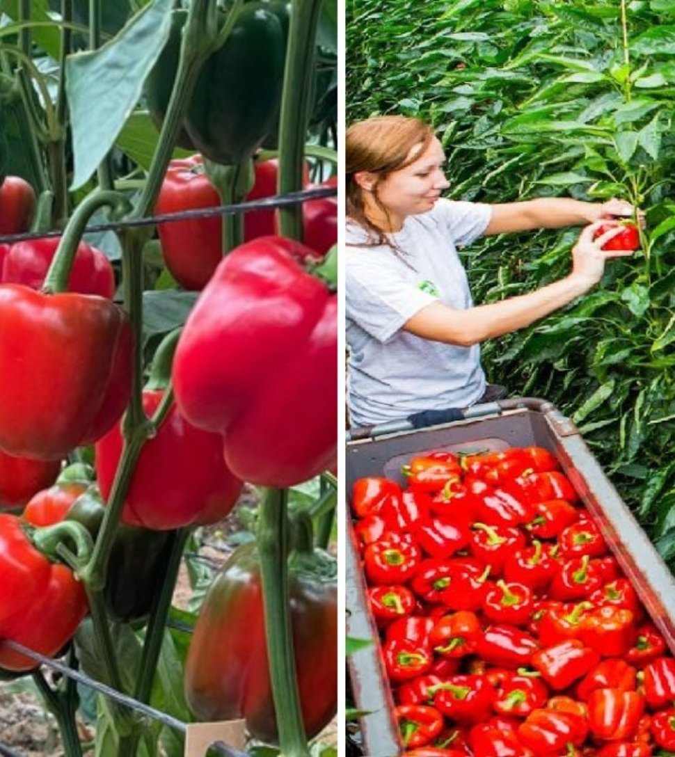 Awesome Greenhouse Bell Pepper Farming: Modern Agriculture Technology for Maximum Yield