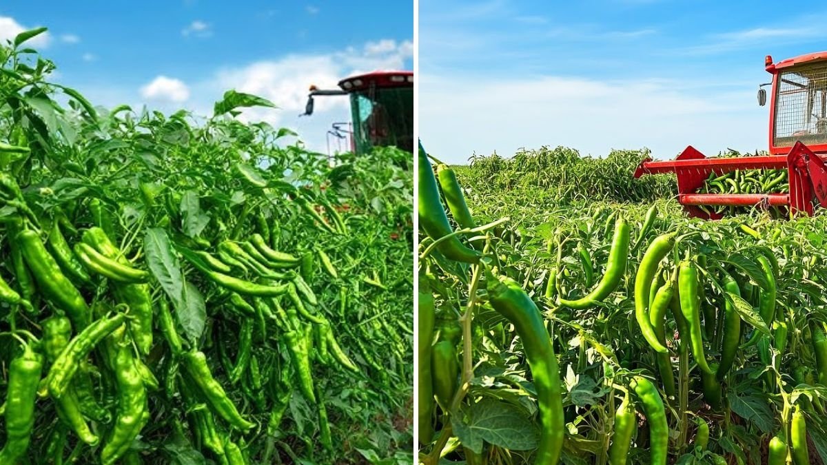 How Farmers Harvest Green Chili Peppers by Machine: Modern Chili Farming and Processing Techniques