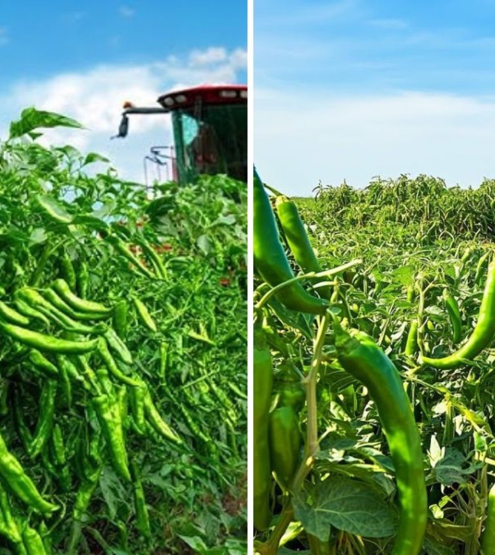 How Farmers Harvest Green Chili Peppers by Machine: Modern Chili Farming and Processing Techniques