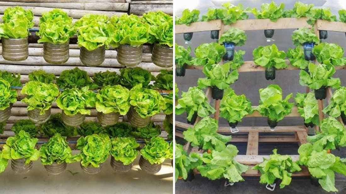 How to Grow Organic Loose-Leaf Lettuce in Plastic Grocery Bags for Multiple Harvests – Easy Gardening for Beginners