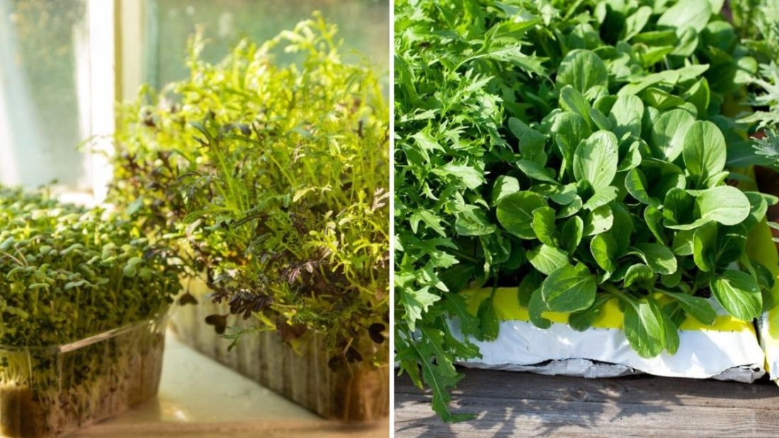 What is Mizuna? A Complete Guide to Growing and Harvesting This Japanese Green in a No-Dig Bottle Garden
