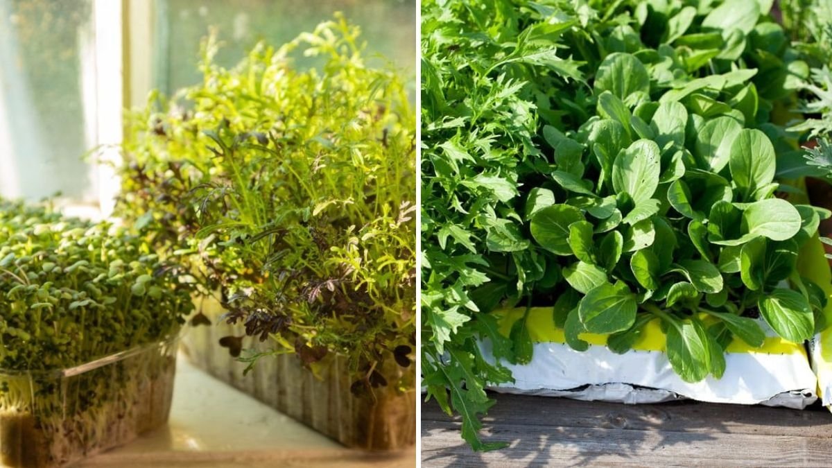 What is Mizuna? A Complete Guide to Growing and Harvesting This Japanese Green in a No-Dig Bottle Garden