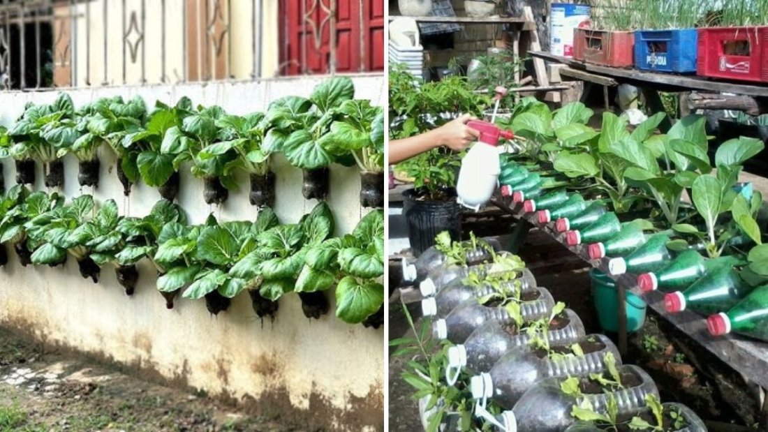 How to Grow Fresh Tatsoi Vegetables in a Plastic Bottle – Easy DIY Container Gardening