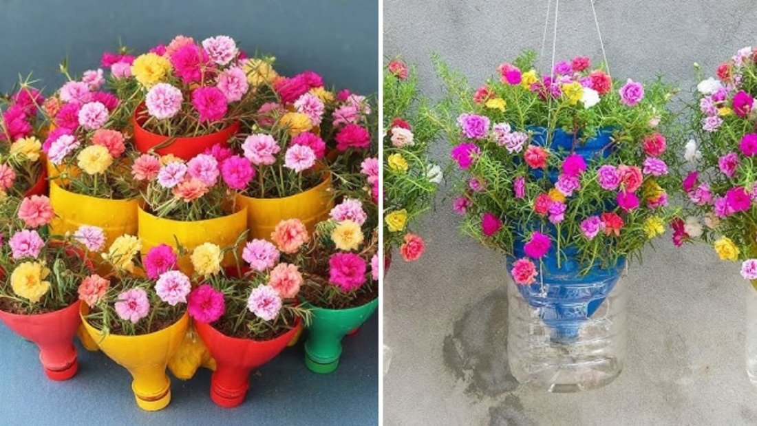 The Best Method to Grow Purslane in a Plastic Bottle – Easy Cutting & Bottle Gardening Guide