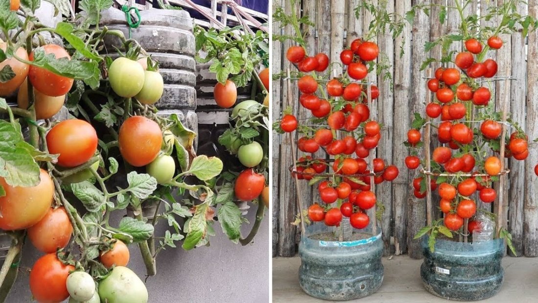 Revolutionize Your Garden: Growing Tomatoes in Plastic Bottle Planters Made Easy