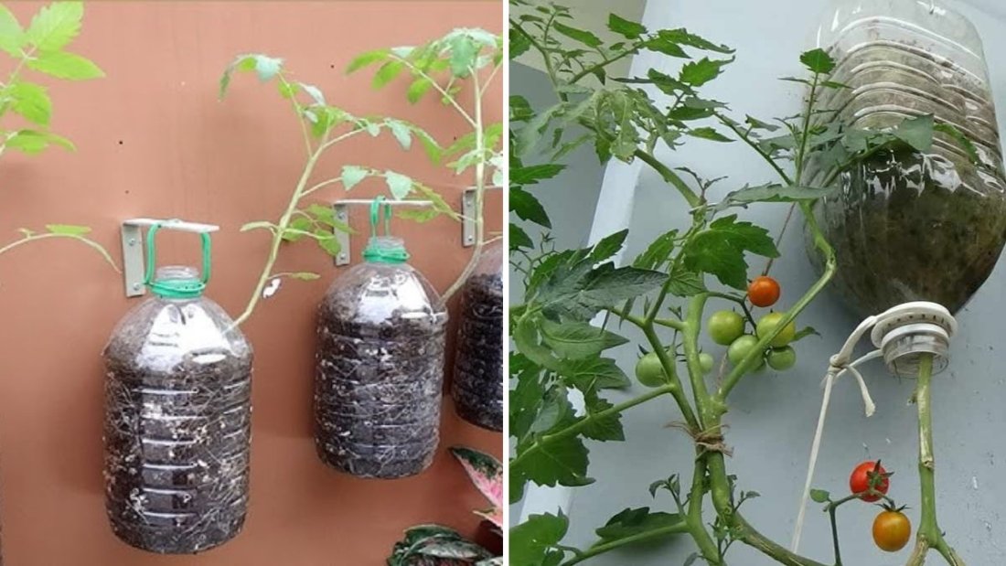 Revolutionary Method to Grow Tomato Leaf Tomatoes in Plastic Containers Using Bananas for Maximum Fruit