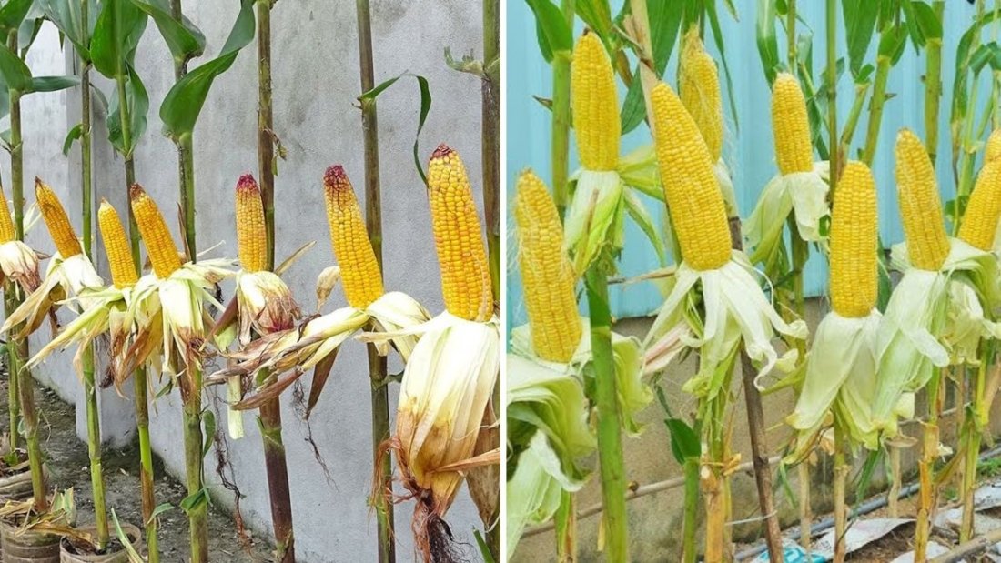 The Secret to Growing Sweet Yellow Corn in Plastic Containers: Big Harvests Without a Garden
