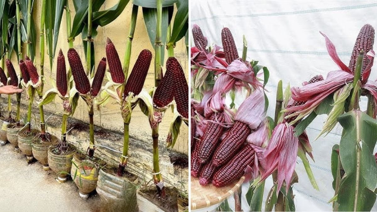 Balcony Corn Growing Experiment: Can Glass Gem Corn Thrive in Just 2.5 Hours of Sun? | Urban Gardening Success Story