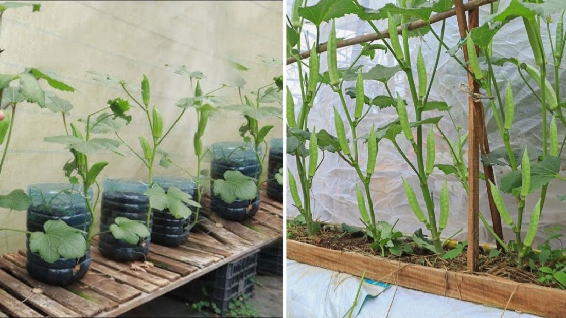 How to Grow Okra from Seeds to Harvest in a Bottle Garden with Self-Watering System