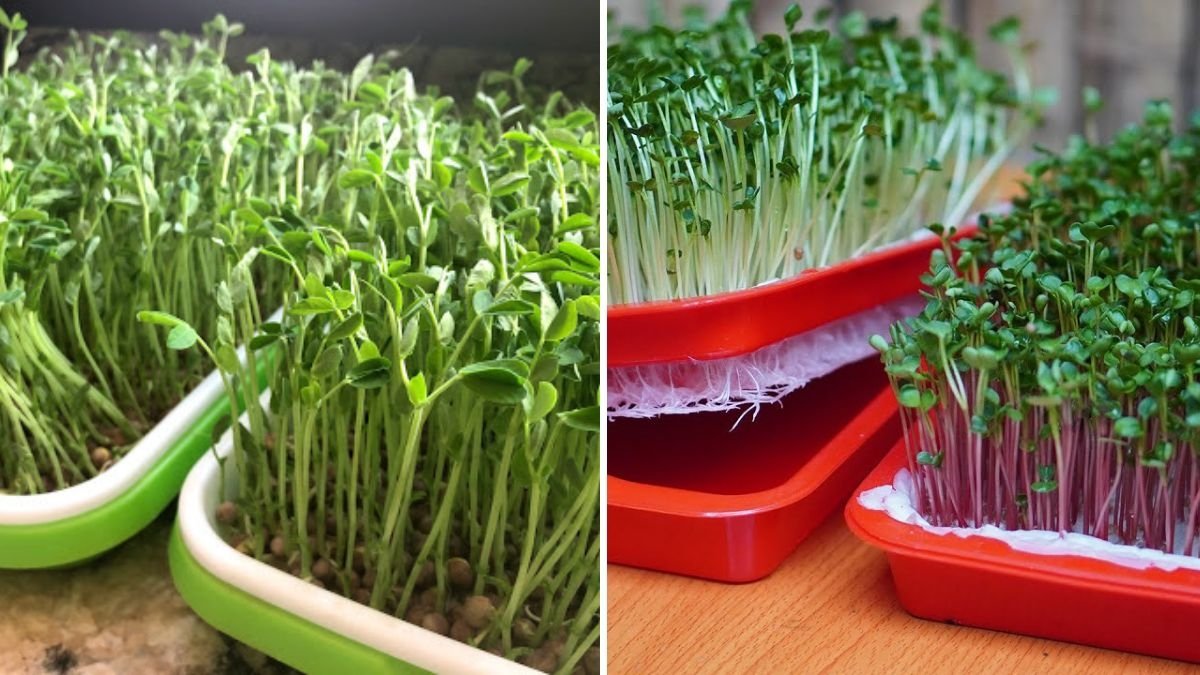 Growing Vegetables Without a Garden: How to Grow Soil-Free Sprouts for High Yield at Home