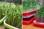 Growing Vegetables Without a Garden: How to Grow Soil-Free Sprouts for High Yield at Home