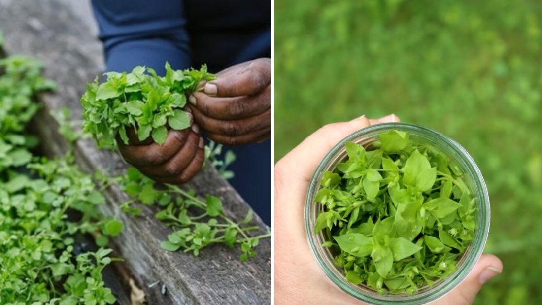 Harvesting Chickweed: A Complete Guide to Picking, Using, and Enjoying This Nutritious Green