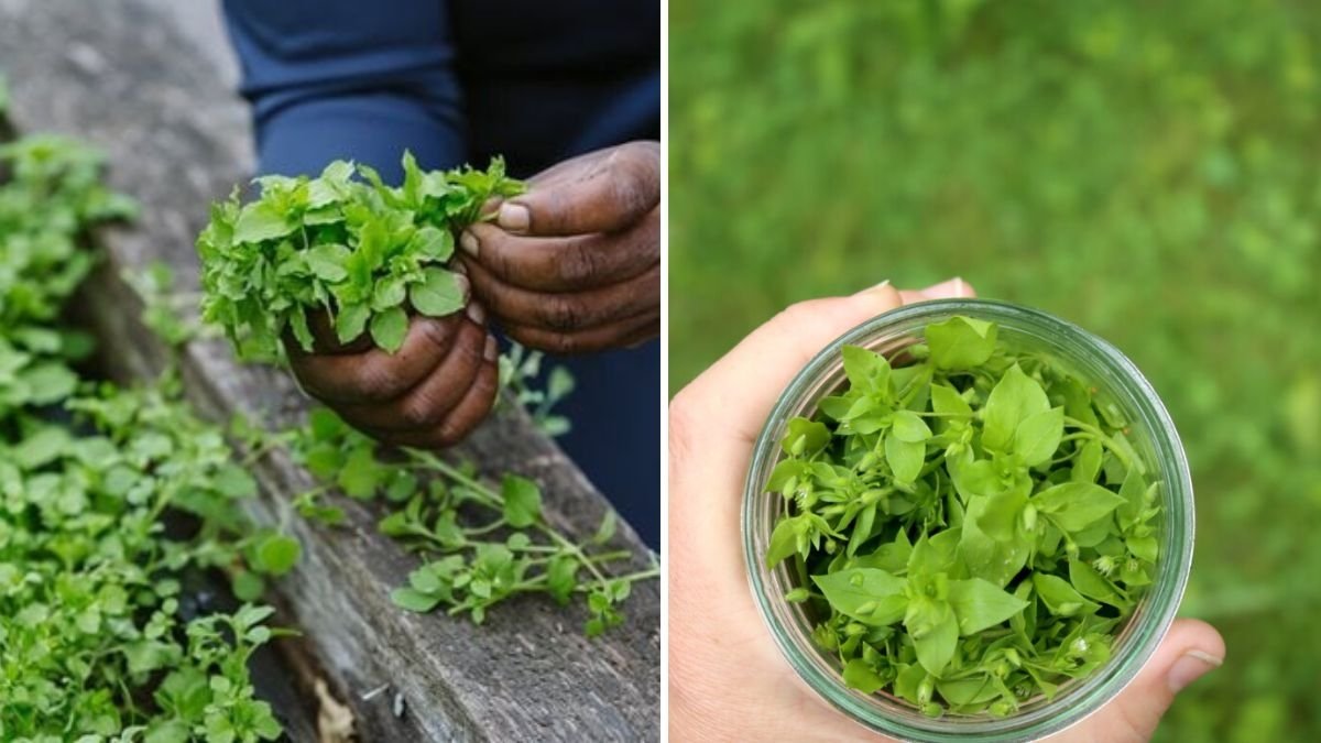 Harvesting Chickweed: A Complete Guide to Picking, Using, and Enjoying This Nutritious Green