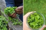 Harvesting Chickweed: A Complete Guide to Picking, Using, and Enjoying This Nutritious Green