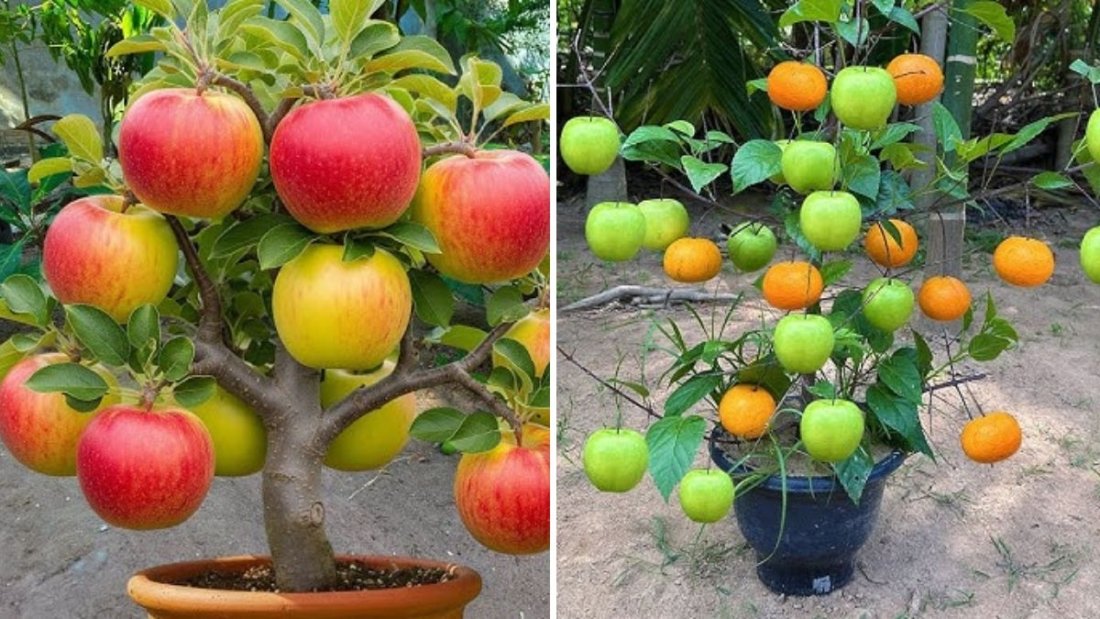 How to Grow Apples and Oranges from Their Fruit in Plastic Bottles – A Beginner’s Guide to Growing Fruit at Home
