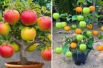 How to Grow Apples and Oranges from Their Fruit in Plastic Bottles – A Beginner’s Guide to Growing Fruit at Home
