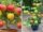 How to Grow Apples and Oranges from Their Fruit in Plastic Bottles – A Beginner’s Guide to Growing Fruit at Home