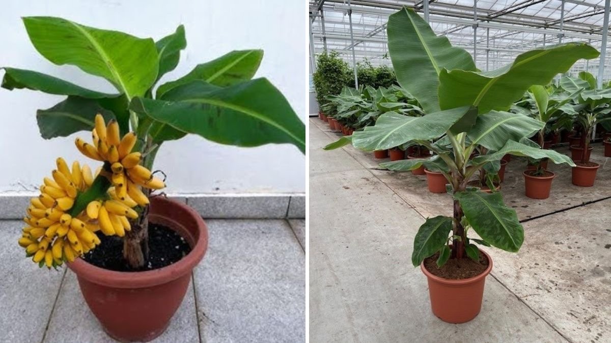 Remarkable Skill: How to Grow Banana from Banana Fruit Using Only Water