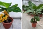 Remarkable Skill: How to Grow Banana from Banana Fruit Using Only Water