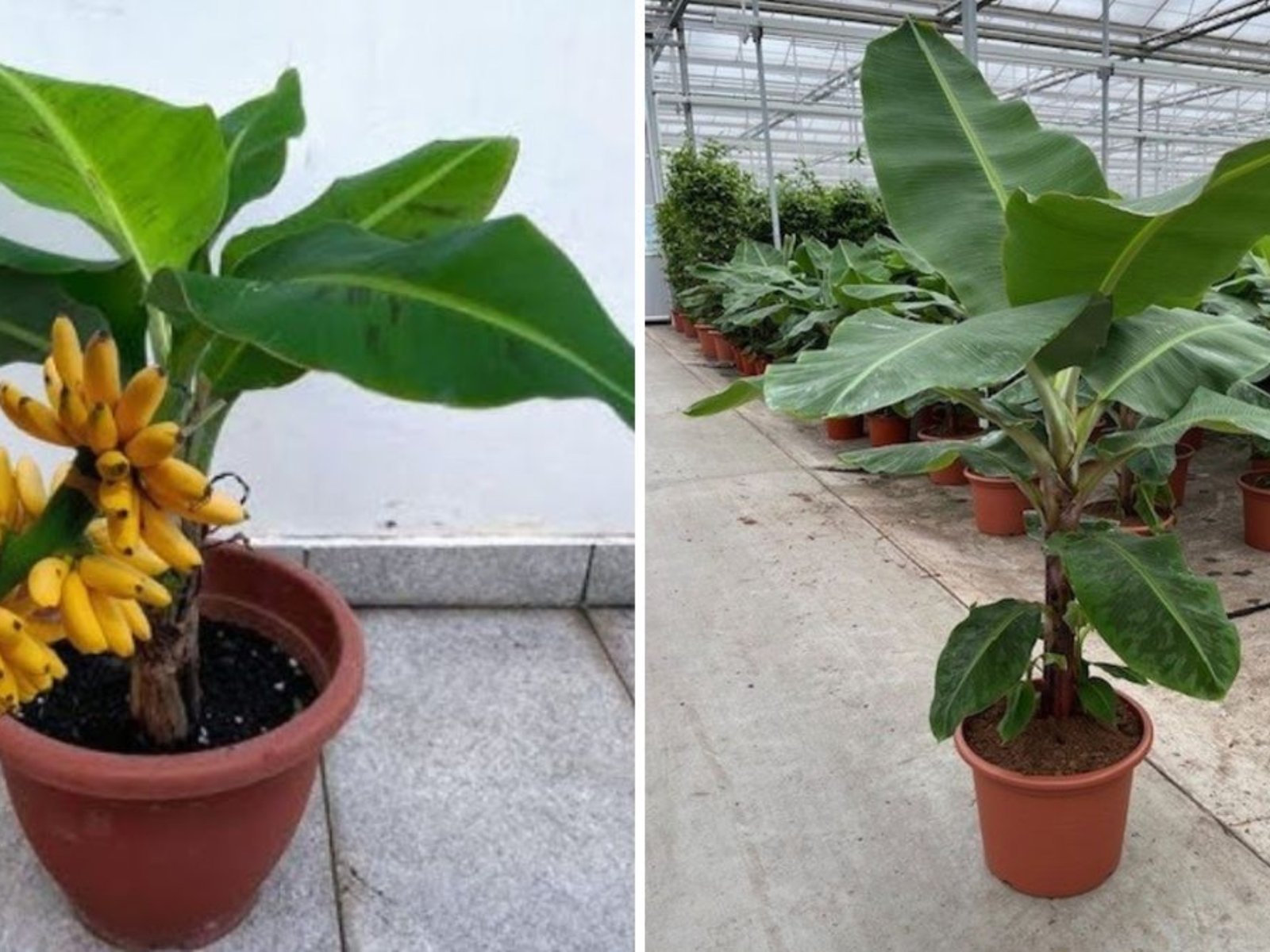 Remarkable Skill: How to Grow Banana from Banana Fruit Using Only Water