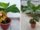 Remarkable Skill: How to Grow Banana from Banana Fruit Using Only Water