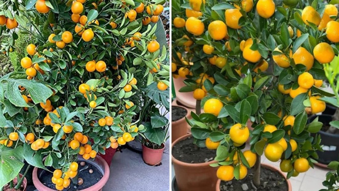 How to Plant Oranges in Your Kitchen Garden Using Plastic Bottles – A Complete Guide