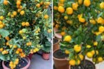 How to Plant Oranges in Your Kitchen Garden Using Plastic Bottles – A Complete Guide