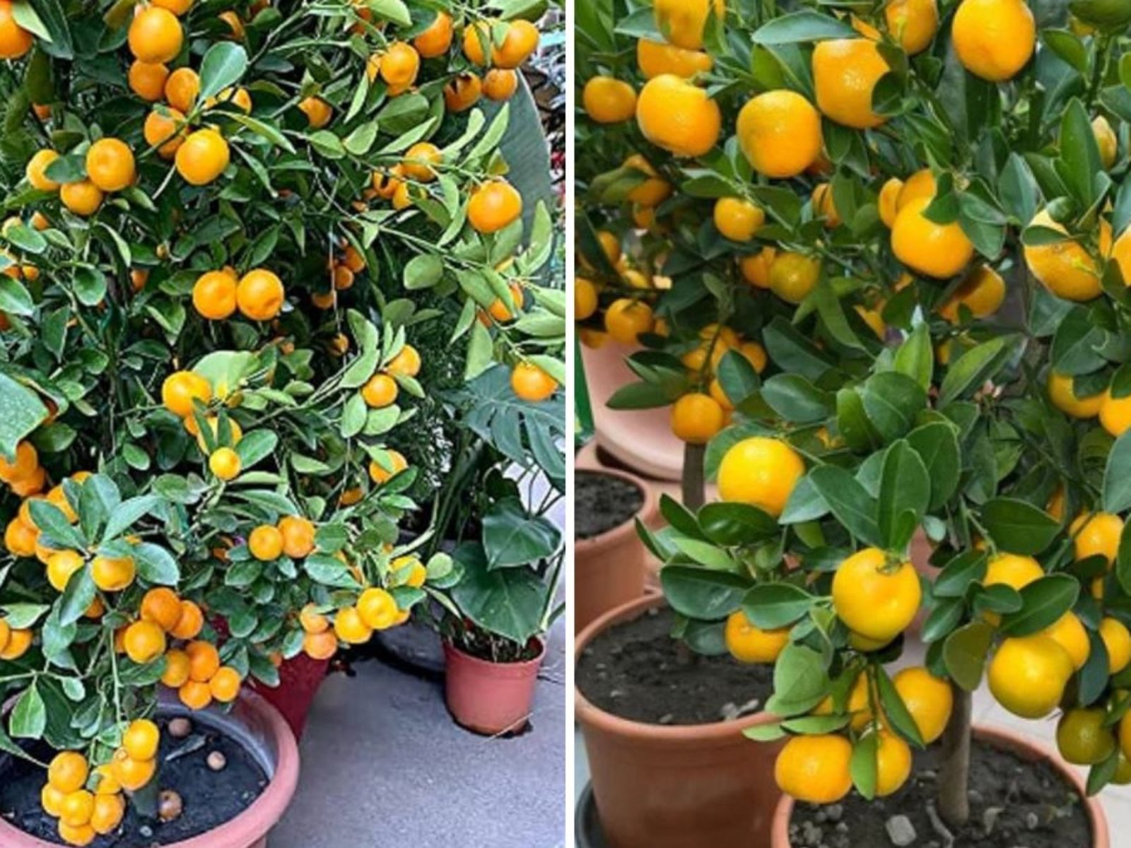 How to Plant Oranges in Your Kitchen Garden Using Plastic Bottles – A Complete Guide