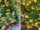 How to Plant Oranges in Your Kitchen Garden Using Plastic Bottles – A Complete Guide